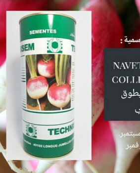 مجمع الصنوان