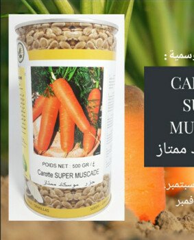 مجمع الصنوان