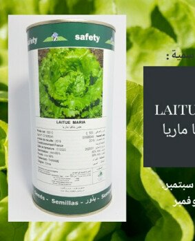 مجمع الصنوان