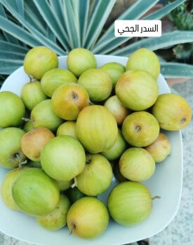 مشتل سدرة الزراعي