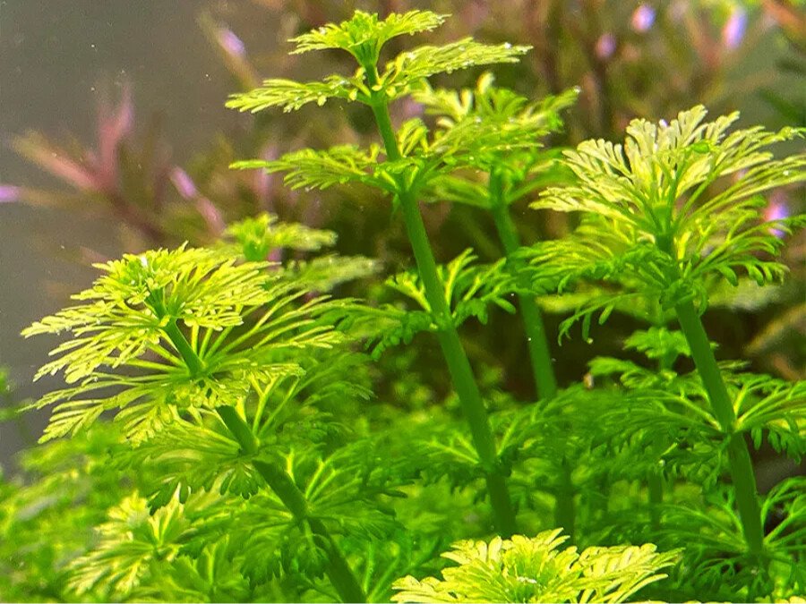 ناتشورال كالتشر