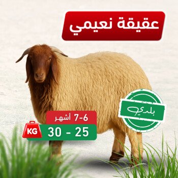 Massar