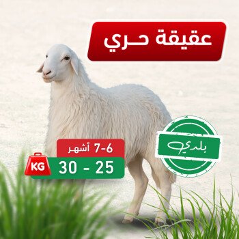 Massar