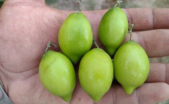 مشتل ظلال السدر الزراعي