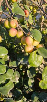 مشتل ظلال السدر الزراعي