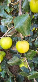 مشتل ظلال السدر الزراعي