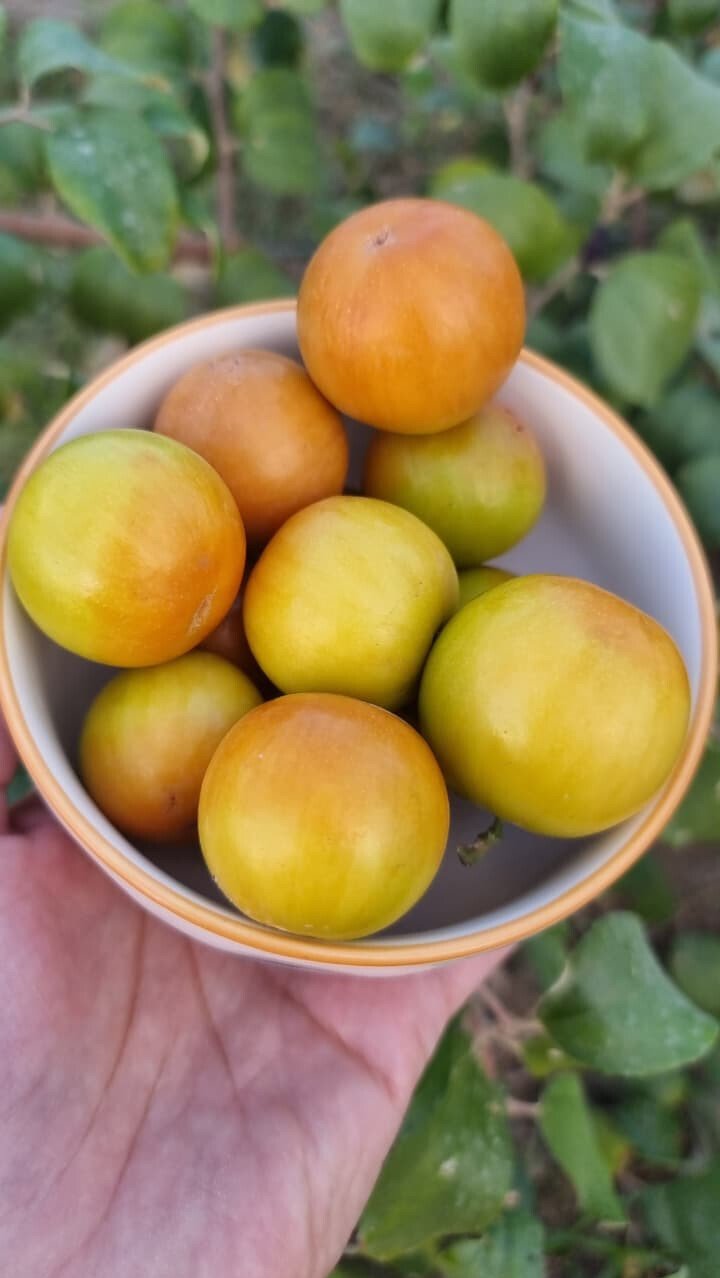 متجر ظلال السدر