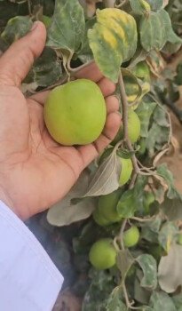 مشتل سدرة الزراعي