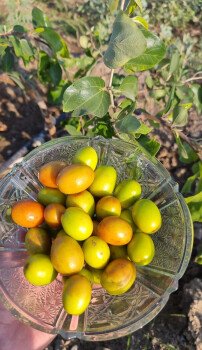 مشتل سدرة الزراعي