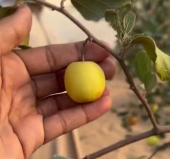 مشتل سدرة الزراعي