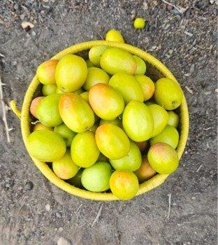 مشتل سدرة الزراعي