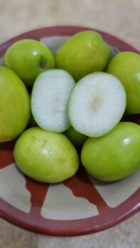 مشتل سدرة الزراعي