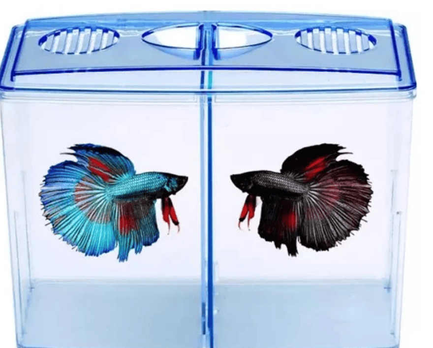 متجر الباندا الأليف لمستلزمات الحيوانات