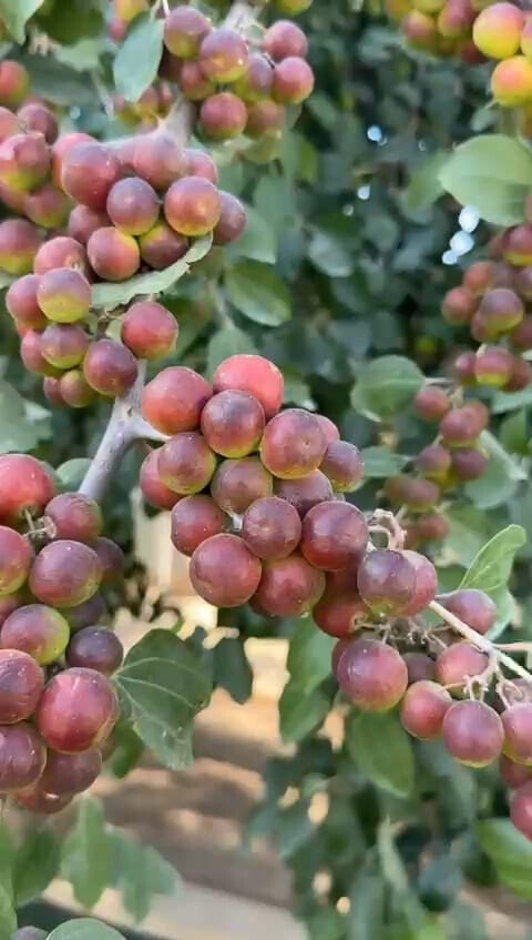 مشتل ظلال السدر الزراعي