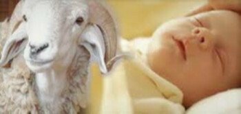 البرنس للذبائح واللحوم الطازجة