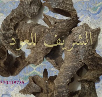 الشريف للعود