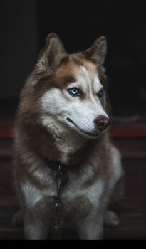 Booy