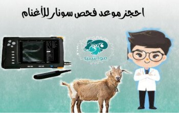 متجر مواشينا الالكتروني
