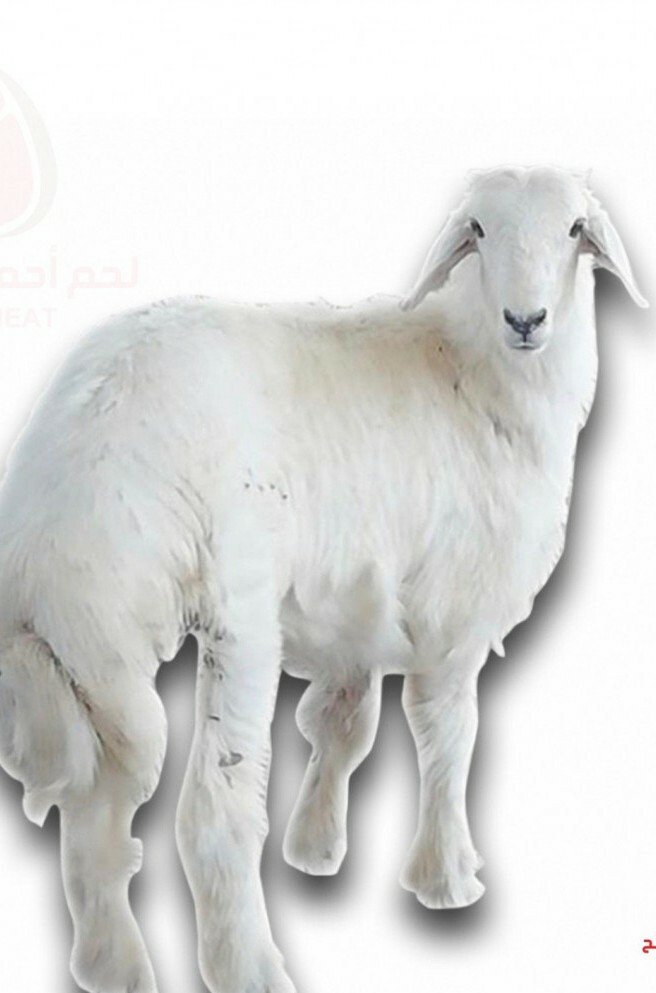 ذبيحتك والمه لبيتك