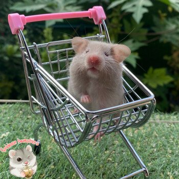 Goldeen hamsters