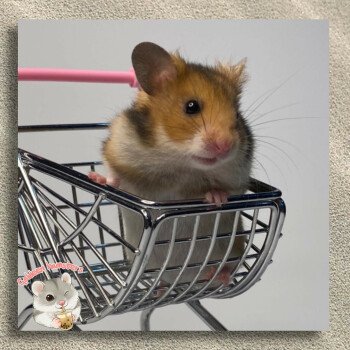 Goldeen hamsters