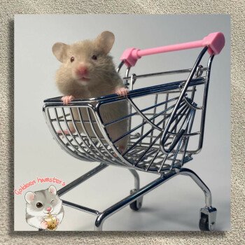 Goldeen hamsters