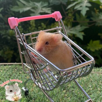 Goldeen hamsters