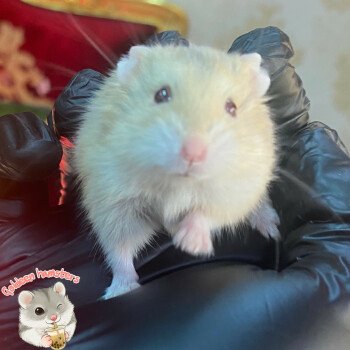 Goldeen hamsters