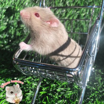 Goldeen hamsters