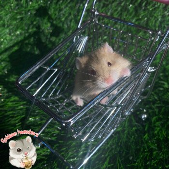 Goldeen hamsters