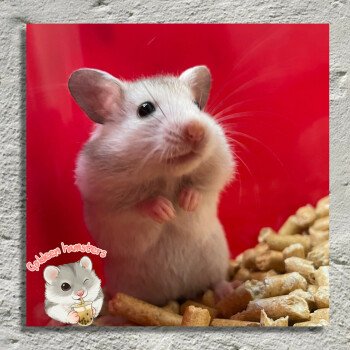 Goldeen hamsters