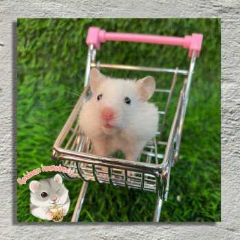 Goldeen hamsters