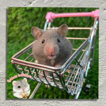 Goldeen hamsters