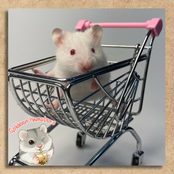 Goldeen hamsters