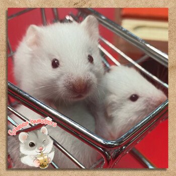 Goldeen hamsters