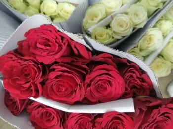 ورد وهدايا الشرائع  ناي فلور