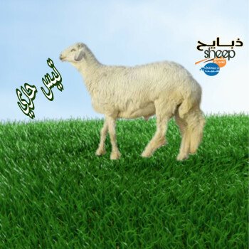 ذبائحsheep