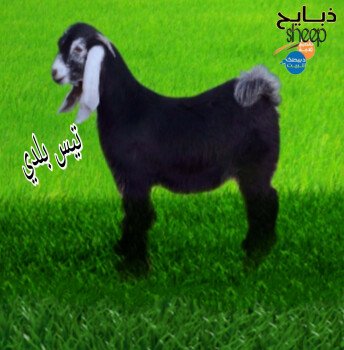 ذبائحsheep