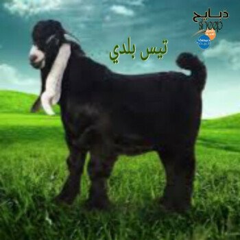 ذبائحsheep