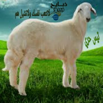 ذبائحsheep