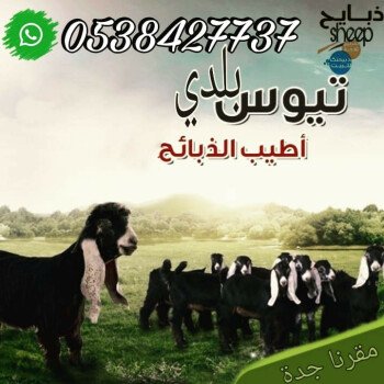 ذبائحsheep