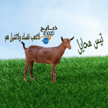 ذبائحsheep