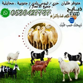 ذبائحsheep