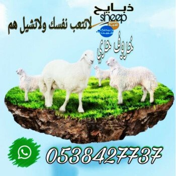 ذبائحsheep