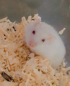 Elite_hamster
