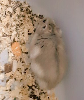 Elite_hamster
