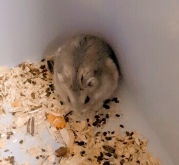 Elite_hamster