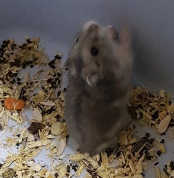 Elite_hamster
