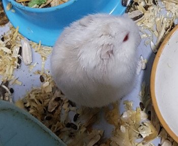 Elite_hamster