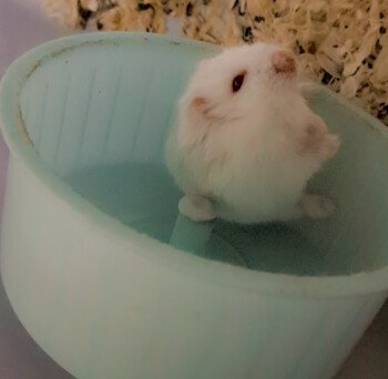 Elite_hamster